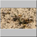 Colletes cunicularius - Weiden-Seidenbiene 05 13mm.jpg